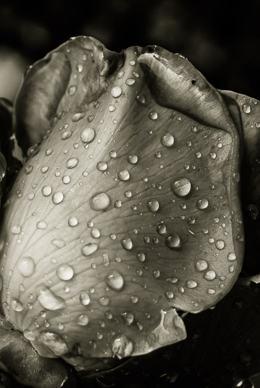Quelques fleurs #37