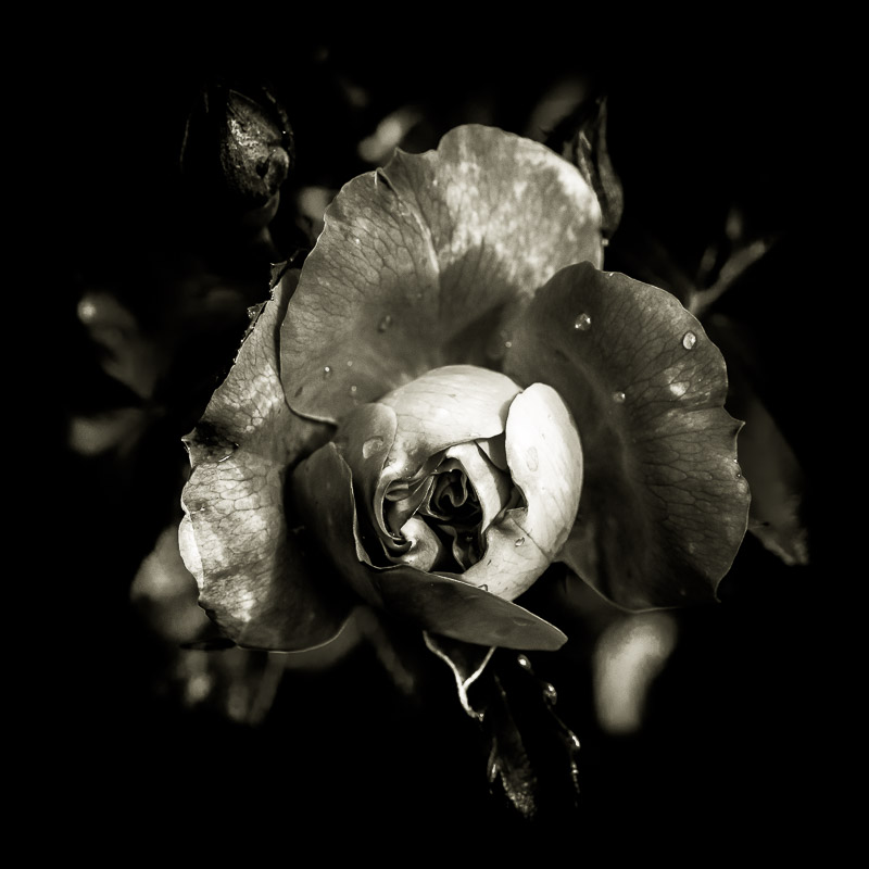 Quelques fleurs #8