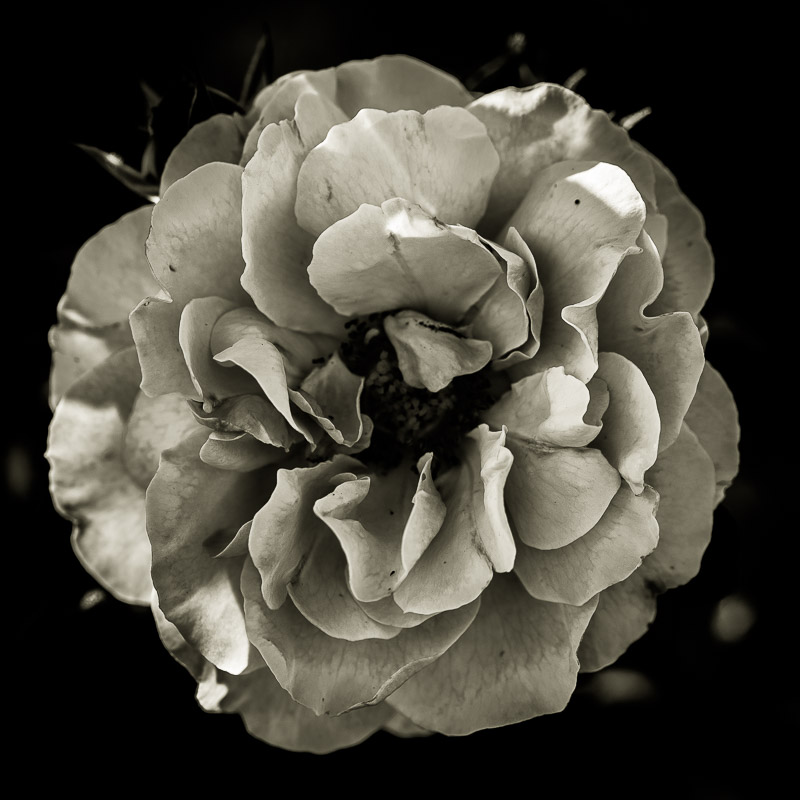 Quelques fleurs #12