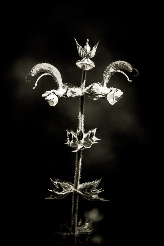 Quelques fleurs #64