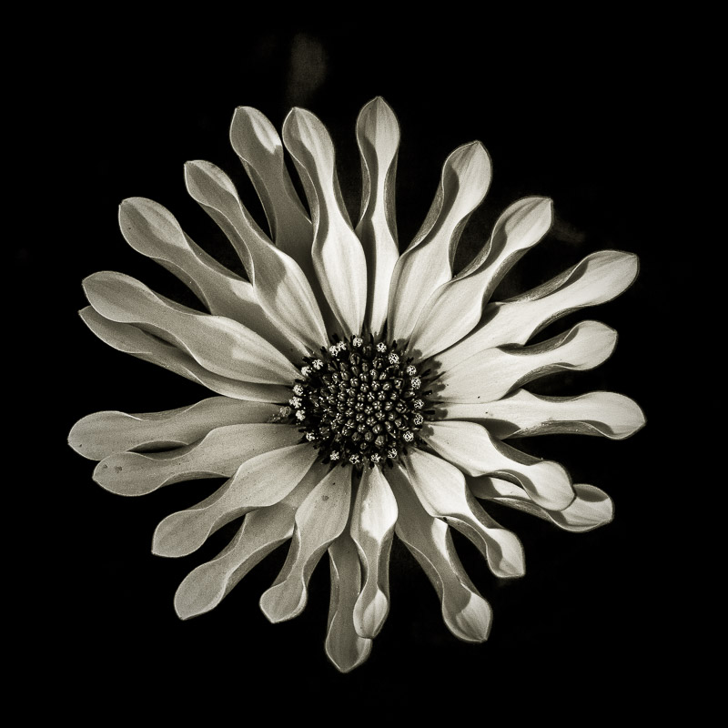 Quelques fleurs #49