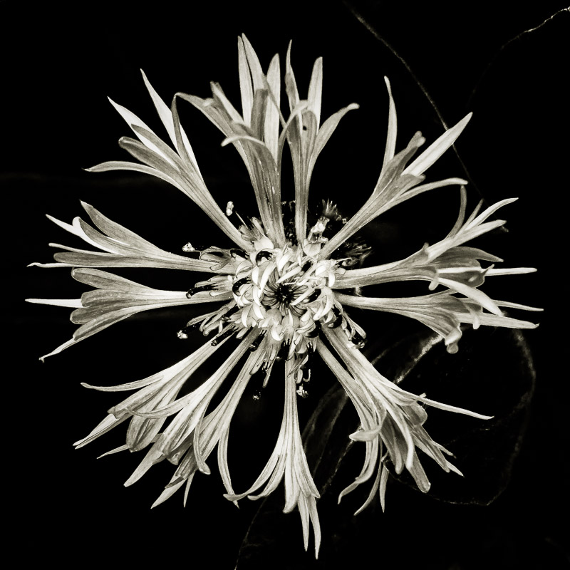 Quelques fleurs #13
