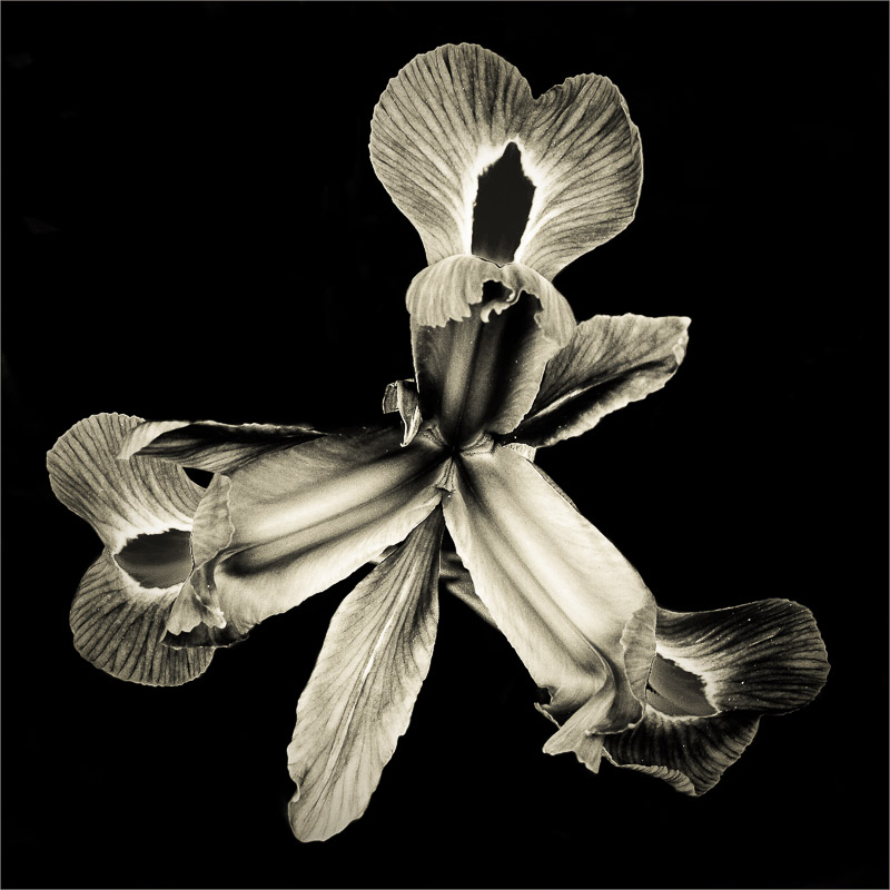 Fleurs