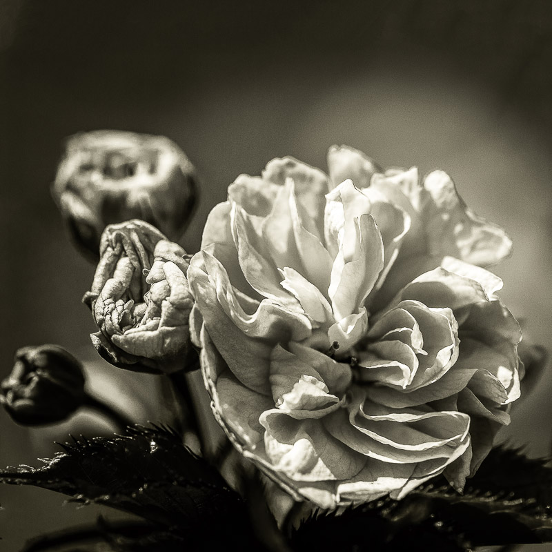 Quelques fleurs #3