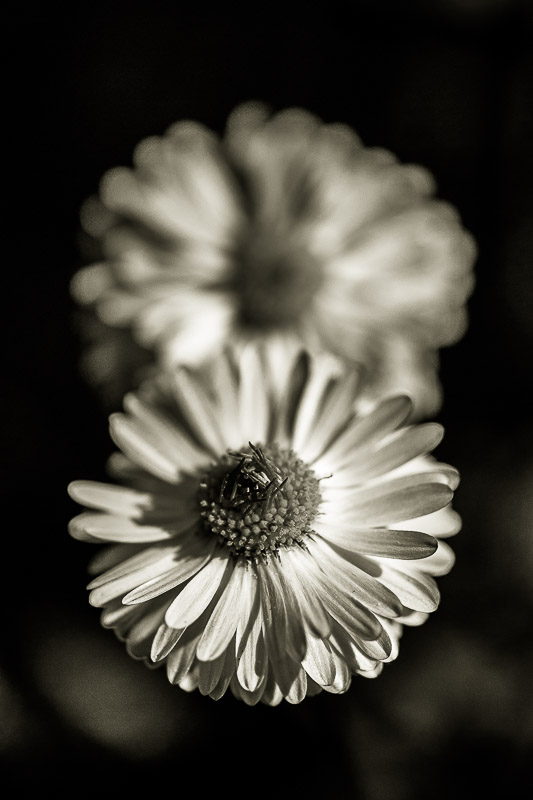 Quelques fleurs #14