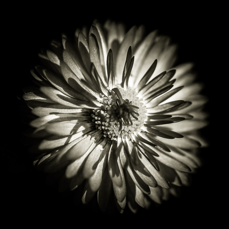 Quelques fleurs #11
