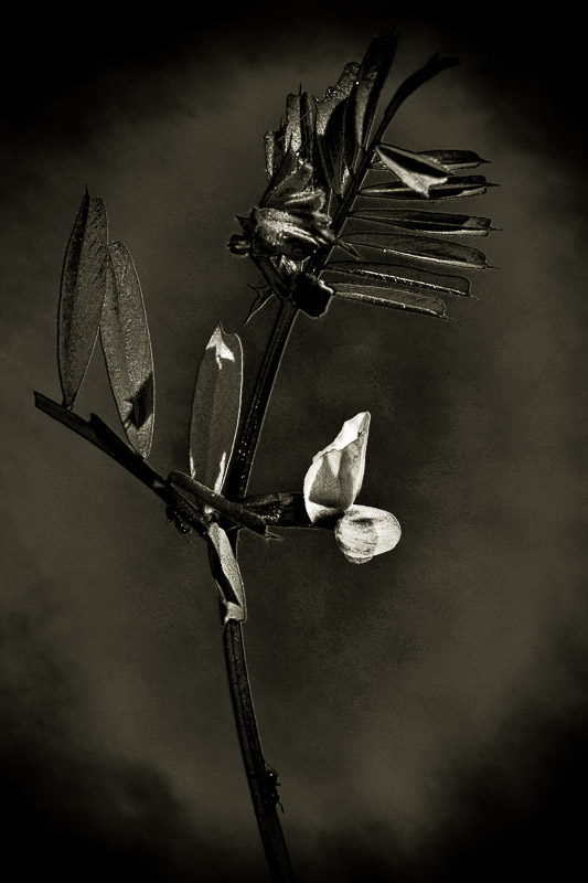 Quelques fleurs #19