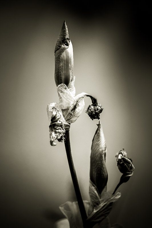 Quelques fleurs #31