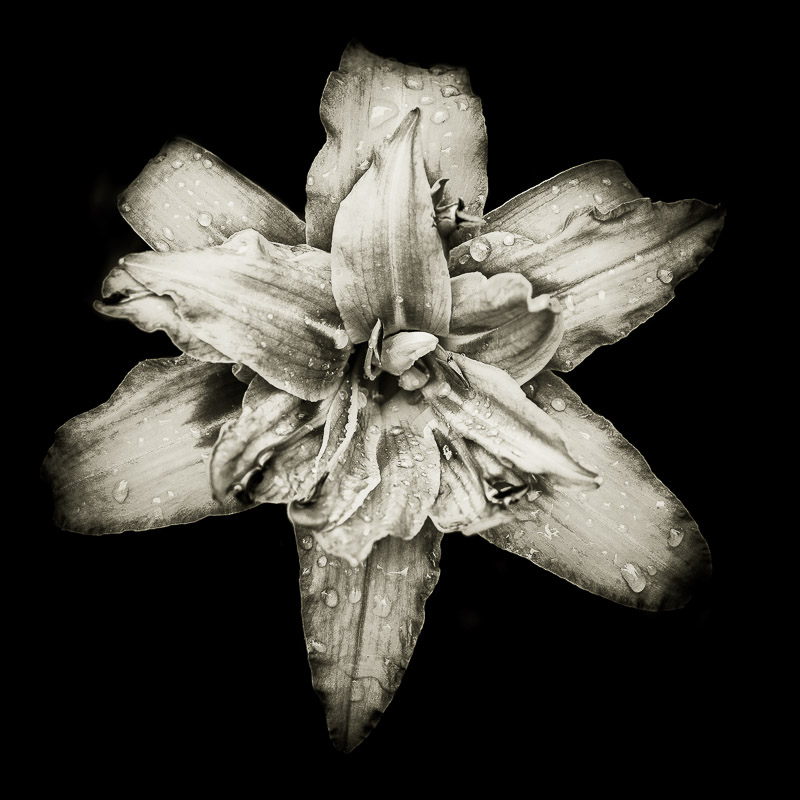 Quelques fleurs #27