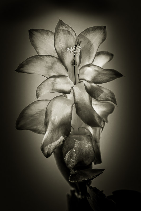 Quelques fleurs #42