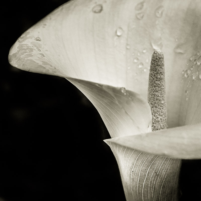 Quelques fleurs #43