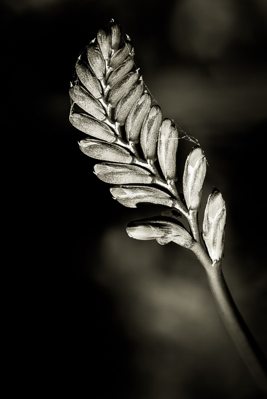 Quelques fleurs #45