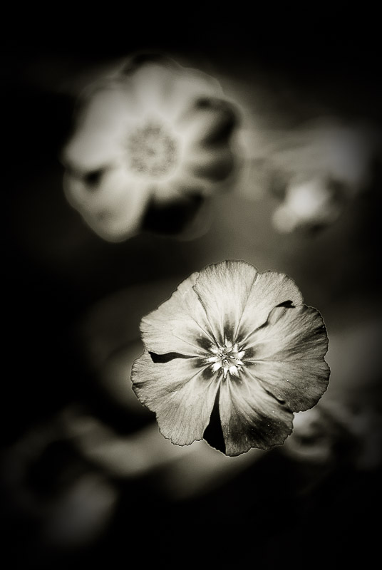 Quelques fleurs #33