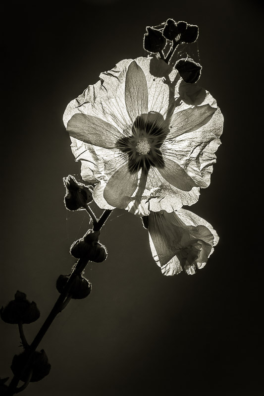 Quelques fleurs #35